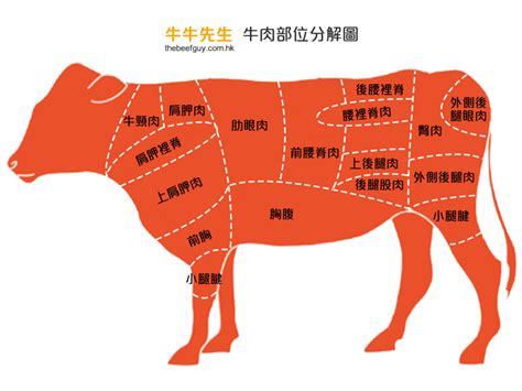 牛肉位置|【圖解】一張圖看懂牛肉各部位！肉質特色、料理秘訣一併學會